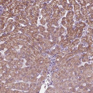 Anti-CYP3A43 antibody produced in rabbit 