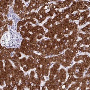Anti-CYP4F2 antibody produced in rabbit 
