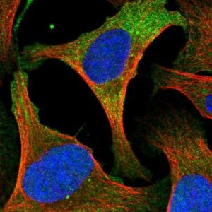 Anti-CYTH2 antibody produced in rabbit 