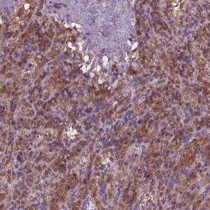 Anti-CYTH4 antibody produced in rabbit 