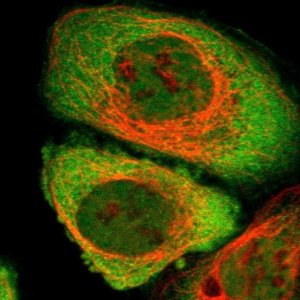 Anti-CYTIP antibody produced in rabbit 