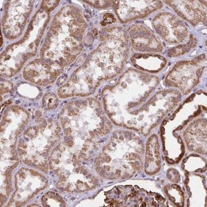 Anti-CYYR1 antibody produced in rabbit 