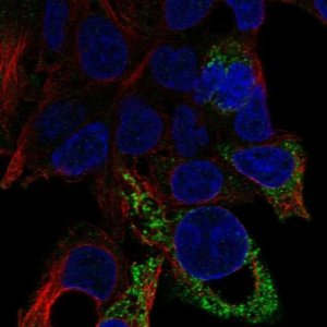 Anti-D2HGDH antibody produced in rabbit 