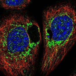 Anti-DAP antibody produced in rabbit 