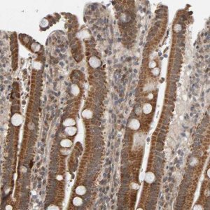 Anti-DAP3 antibody produced in rabbit 