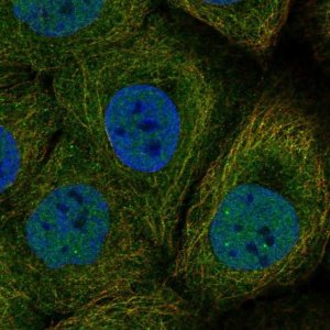Anti-DAPL1 antibody produced in rabbit 