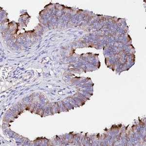 Anti-DAW1 antibody produced in rabbit 