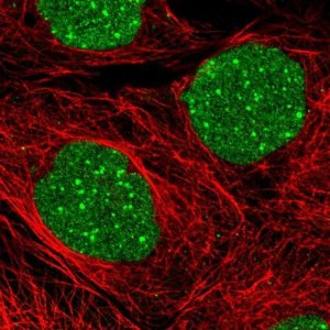 Anti-DAXX antibody produced in rabbit 