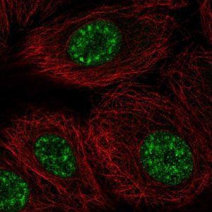 Anti-DAZAP2 antibody produced in rabbit 