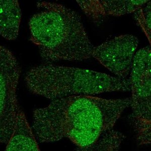 Anti-DBF4 antibody produced in rabbit 