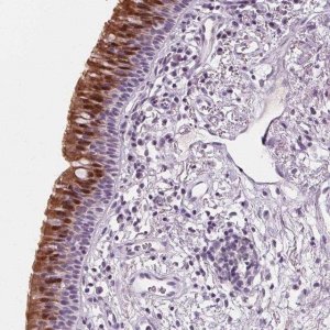 Anti-DBX2 antibody produced in rabbit 
