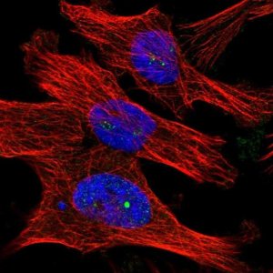 Anti-DCAF10 antibody produced in rabbit 