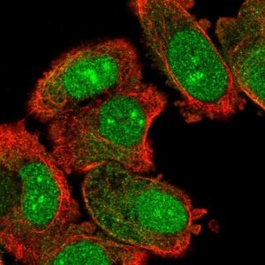 Anti-DCAF13 antibody produced in rabbit 
