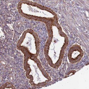 Anti-DCAF4 antibody produced in rabbit 