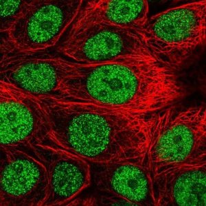 Anti-DCAF4 antibody produced in rabbit 