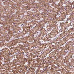 Anti-DCAF4L2 antibody produced in rabbit 