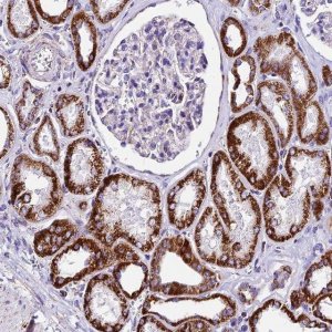 Anti-DCAF5 antibody produced in rabbit 