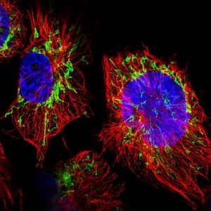 Anti-DCAF5 antibody produced in rabbit 
