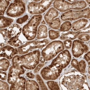 Anti-DCAF8 antibody produced in rabbit 