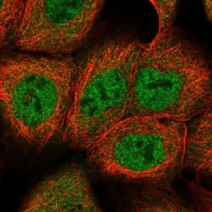 Anti-DCAF8 antibody produced in rabbit 