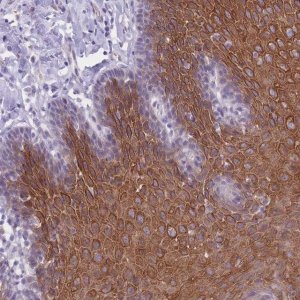 Anti-DCANP1 antibody produced in rabbit 