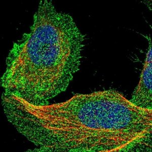 Anti-DCBLD2 antibody produced in rabbit 