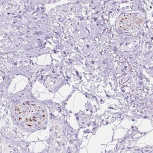 Anti-DCC antibody produced in rabbit 