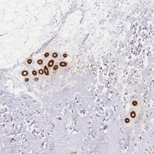 Anti-DCD antibody produced in rabbit 
