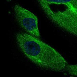 Anti-DCDC2 antibody produced in rabbit 