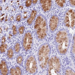 Anti-DCDC2B antibody produced in rabbit 