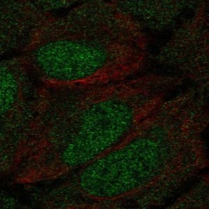 Anti-DCLK1 antibody produced in rabbit 