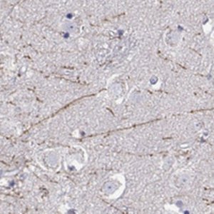 Anti-DCLK3 antibody produced in rabbit 