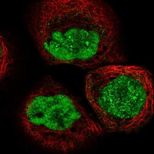 Anti-DCLRE1A antibody produced in rabbit 