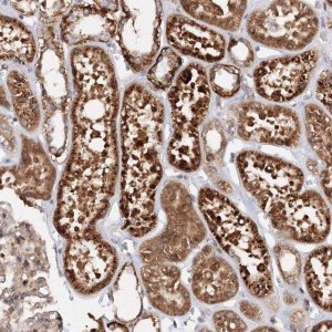 Anti-DCTD antibody produced in rabbit 