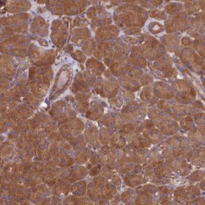 Anti-DCTN3 antibody produced in rabbit 