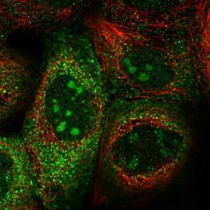 Anti-DCTN3 antibody produced in rabbit 