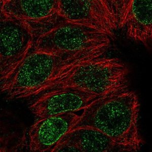 Anti-DCTN5 antibody produced in rabbit 