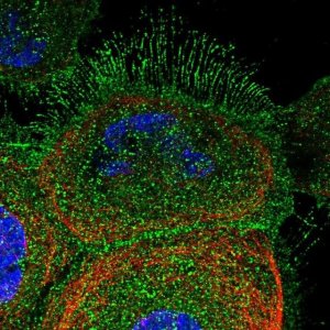 Anti-DCUN1D2 antibody produced in rabbit 