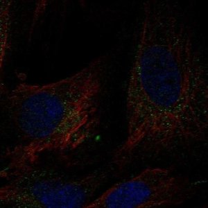 Anti-DCUN1D4 antibody produced in rabbit 