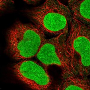 Anti-DCUN1D5 antibody produced in rabbit HPA050863-100UL