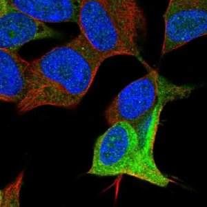 Anti-DCX antibody produced in rabbit 