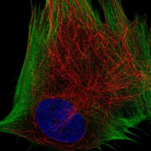 Anti-DDR2 antibody produced in rabbit 