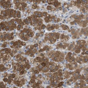Anti-DDRGK1 antibody produced in rabbit 