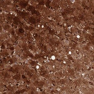 Anti-DDT antibody produced in rabbit 