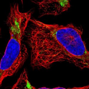 Anti-DDT antibody produced in rabbit 