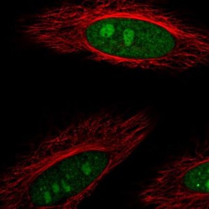 Anti-DDX23 antibody produced in rabbit HPA039037-100UL