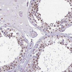 Anti-DDX39B antibody produced in rabbit 