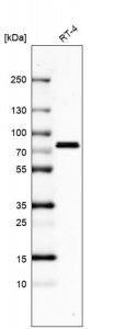 Anti-DDX3X antibody produced in rabbit 