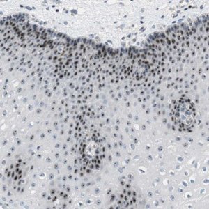 Anti-DDX47 antibody produced in rabbit HPA014855-100UL