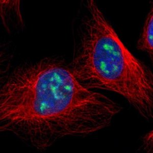 Anti-DDX47 antibody produced in rabbit HPA014855-100UL